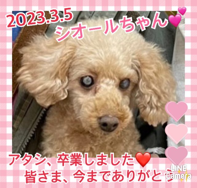 【運命の赤い糸見～つけた💓トイプードルのシオールちゃん💕】2023,3,5